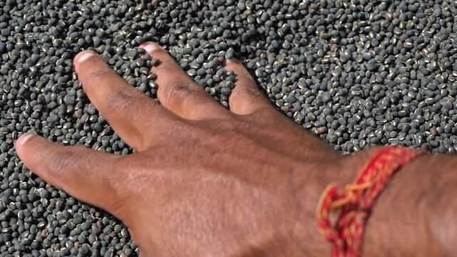Dry Urad Dal Pulses Close Up for Healthy Food Concept. Urad Dal in Sun Light.