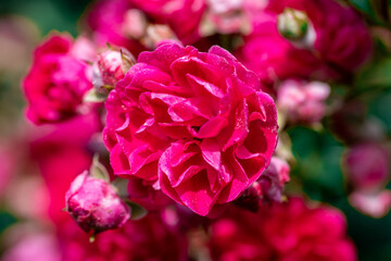 Zbliżenie na piękną, intensywnie różową różę ogrodową w pełnym rozkwicie, otoczoną pąkami na rozmytym tle zielonych liści. © Henryk Niestrój