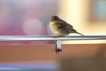 Mały wróbel zwyczajny odpoczywający na metalowej poręczy balkonu na jasnym, rozmytym tle w ciepłych barwach. © Henryk Niestrój