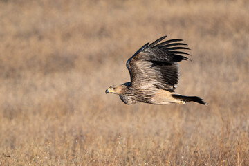 Fototapeta premium Eastern imperial eagle Aquila heliaca. Wildlife animal.
