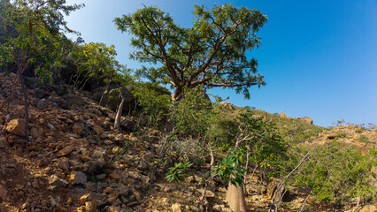 Rocky arid hillside with lone tree under clear blue sky