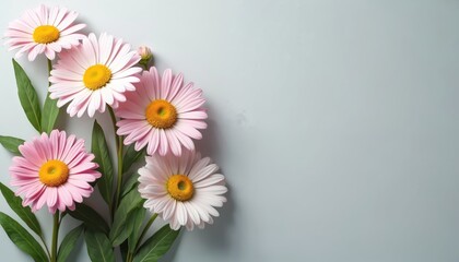 Fototapeta premium Pink daisies with yellow centers bloom on green stems against a soft blue backdrop. These simple flowers offer fresh, natural beauty for design projects.