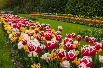 Colorful flowerbeds in Keukenhof tulip garden in Lisse, Netherlands. Keukenhof is the most beautiful spring garden in the world. Beautiful ornamental garden landscape at Lisse, Netherlands © olyasolod