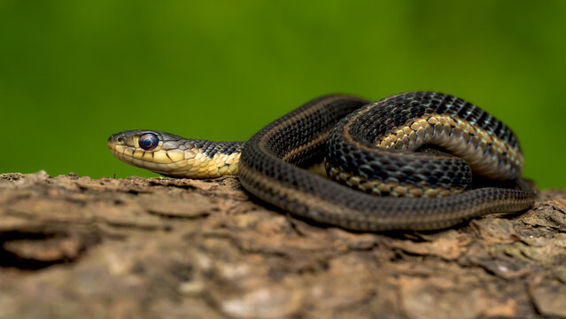 Common eastern snake posing for a photo