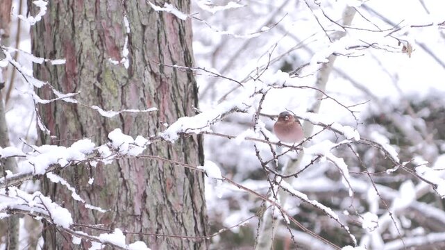 Fringuello nella neve &ndash; Chaffinch in the snow &ndash; Fringilla coelebs	