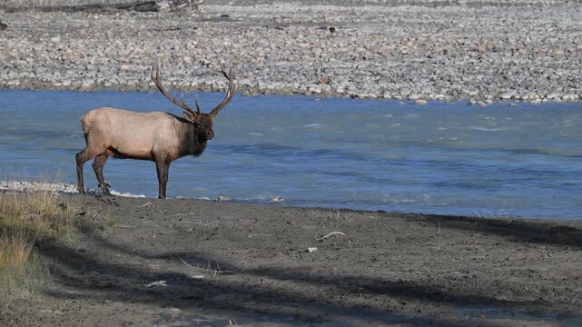 Bull elk during the rut