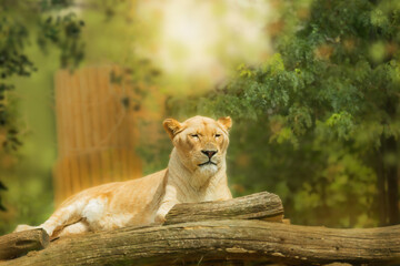 Beautiful Female Lion (Lioness) Resting on a Large Log in a Natural Habitat