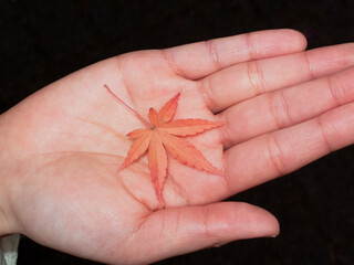 Red maple leaf resting on open palm