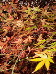 Close-up of red maple leaves on thin branches