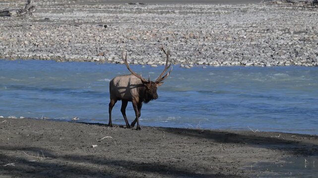 Bull elk during the rut