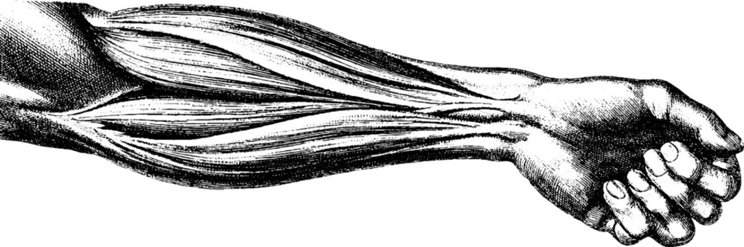 Simplified human arm muscle groups vintage botanical design for educational and artistic use