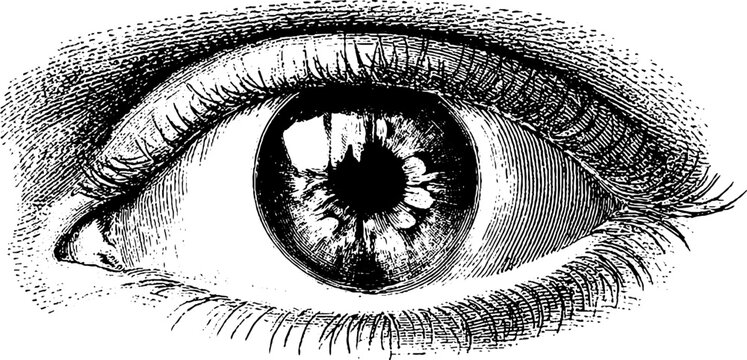 Vintage human eye anatomy engraving for botanical illustration design