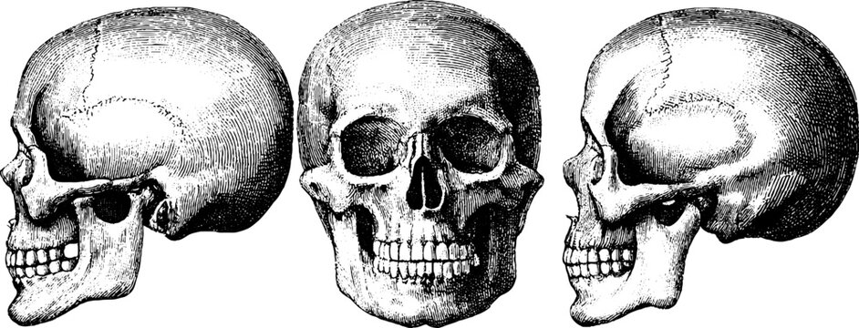 Vintage human skull illustration with botanical engraving overlay for scientific study