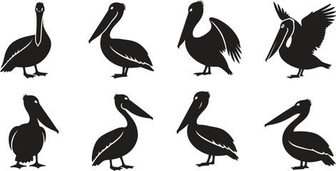 Silhouette of pelicans in various poses black birds on white background silhouette