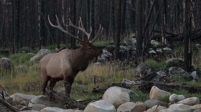 Bull elk during the rut