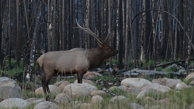 Bull elk during the rut