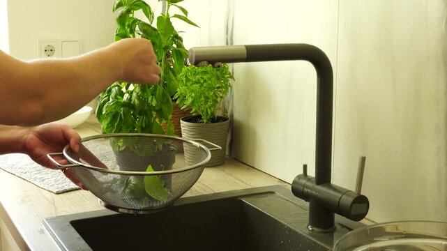 Woman cooks and using fresh basil leaves from bush