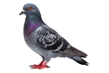 Obraz premium Colorful urban pigeon with iridescent feathers standing upright isolated on transparent background
