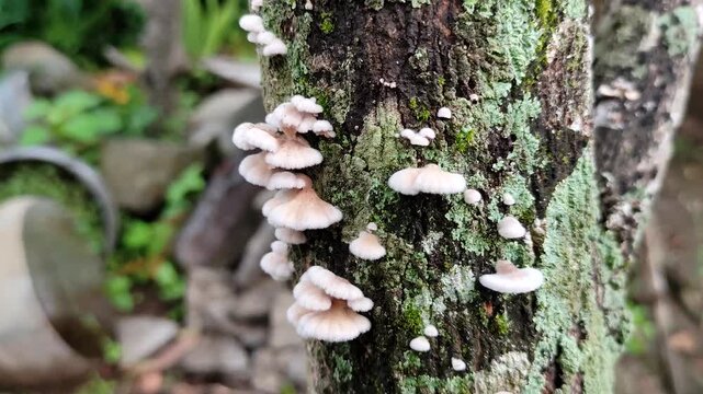 Wild mushrooms (Schizophyllum commune) growing on the bark of mango trees in the forest