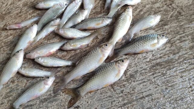 A group of fresh raw Wader fish or Spotted Barb (Barbodes binotatus) caught from fishing scattered on the concrete floor.