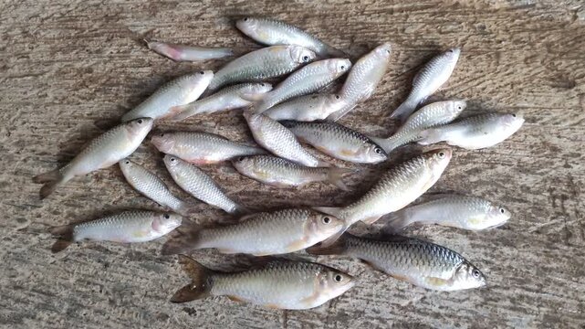 A group of newly caught Wader fish or Spotted Barb (Barbodes binotatus) are placed on a textured concrete floor.