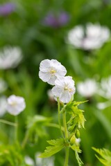 Obraz premium Close up of white dusky cranes bill (geranium phaeum) flowers in bloom