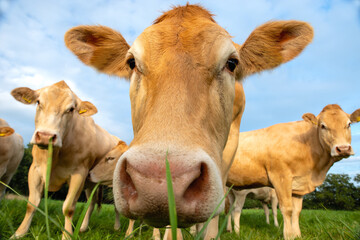 Almkuh auf Sommerwiese blickt neugierig in die Kamera. Almkuh steht auf einer sommerlichen Wiese und blickt neugierig direkt in die Kamera. Grüne Vegetation, natürliche Weidelandschaft und ruhige länd