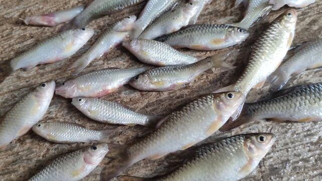 A group of freshly caught Wader fish or Spotted Barb (Barbodes binotatus) from the river placed on a textured concrete floor.