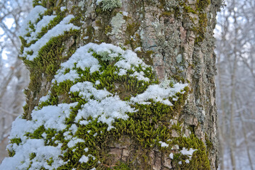 Fototapeta premium Detail of an oak tree trunk with moss and snow in the winter forest, selective focus 