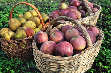 close-up of  freshly harvested ripe  organic apples and pears
