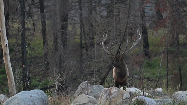 Bull elk during the rut