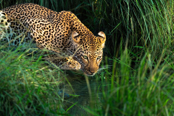 Obraz premium Leopard at a waterhole in the Sabi Sands area of Kruger Park in South Africa.