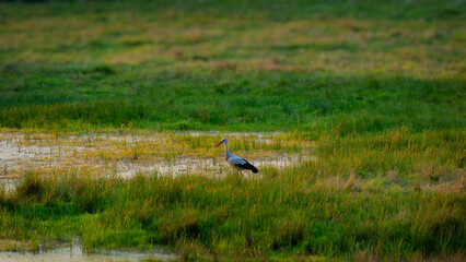 A stork in the evening at the edge of a swamp and green meadow.