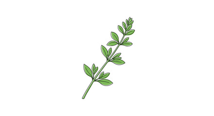 Fototapeta premium Detailed illustration of a delicate green herb branch with small, numerous leaves, suggesting freshness and natural