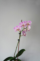Fototapeta premium Cambridge Bee Pink Phalaenopsis Orchid Plant on a gray background.