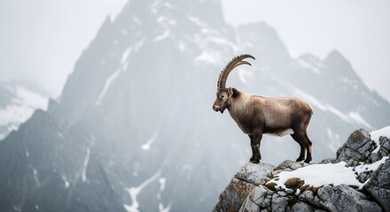 Obraz premium Alpine Ibex Stands Proudly on Rocky Peak Overlooking the Snowy Mountains in Winter