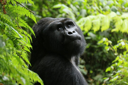 gorille de montagne, foret de bwindi
