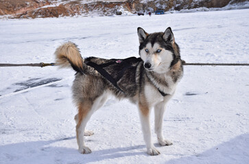 Sled dog standing on the ice of Lake Baikal in winter, harnessed husky on a frozen surface in a cold Siberian landscape. © Aleksei