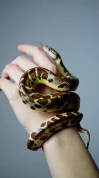 Close-up video of a snake resting and moving gently on a human hand in soft natural sunlight against a clean background, representing wildlife, exotic pets, calm interaction, and nature education.