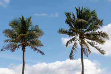 palm trees against blue sky