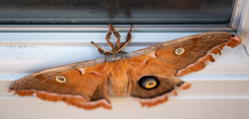 butterfly moth on a door macro close up
