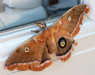 butterfly moth on the ground close up macro