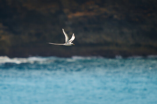 White-tailed or Yellow-billed tropicbird Phaethon lepturus mostly white sea bird of Phaethontiformes, found in the tropical Atlantic, western Pacific and Indian Oceans