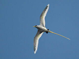 Obraz premium White-tailed or Yellow-billed tropicbird Phaethon lepturus mostly white sea bird of Phaethontiformes, found in the tropical Atlantic, western Pacific and Indian Oceans