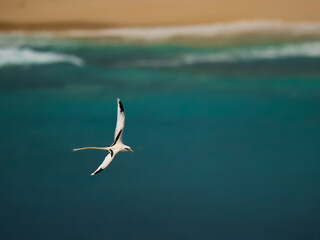 White-tailed or Yellow-billed tropicbird Phaethon lepturus mostly white sea bird of Phaethontiformes, found in the tropical Atlantic, western Pacific and Indian Oceans © phototrip.cz