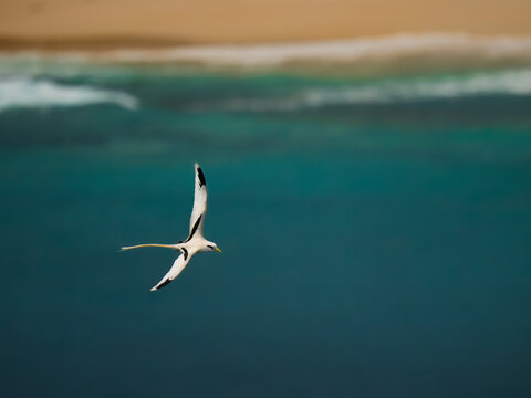 White-tailed or Yellow-billed tropicbird Phaethon lepturus mostly white sea bird of Phaethontiformes, found in the tropical Atlantic, western Pacific and Indian Oceans