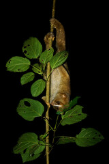 Naklejka premium Philippine or Bornean Slow Loris - Nycticebus menagensis philippinus coucang is strepsirrhine primate native to the north and east of Borneo and in the Philippines. Nocturnal animal at night