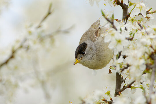 Eurasian blackcap Sylvia atricapilla small bird, typical warbler sitting in the blooming bush or tree, white pale bvird with black cap during the spring