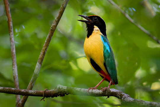 Ornate pitta Pitta concinna is colorful bird in Pittidae found in Indonesia, its natural habitat is subtropical or tropical moist lowland forest, bird singing in the tropical green forest