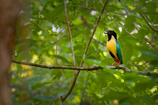 Ornate pitta Pitta concinna is colorful bird in Pittidae found in Indonesia, its natural habitat is subtropical or tropical moist lowland forest, bird singing in the tropical green forest